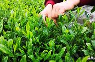 六安瓜片：绿茶中的颜值与时间之争