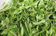 珍品绿茶：针形绿茶的代表性产品