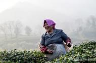 祁门红茶：世界三大高香红茶之一