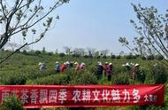 南京六合竹镇：四季茶香与农耕文化的完美结合