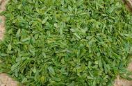 绿茶专题：六安瓜片的魅力
