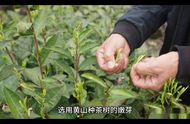 黄山毛峰：中国十大名茶的璀璨明珠