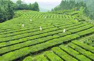 多领域突破：梧州六堡茶的产业振兴策略