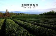 雅安黄茶：阳春三月的黄芽之美