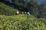 中国十大名茶之一的六安瓜片，你尝试过吗？