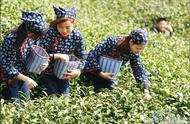 信阳毛尖再度荣获“中国十大名茶”称号，其魅力何在？