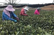 杭州龙坞的西湖龙井新茶，每斤2000元！上海老客已抢先预定
