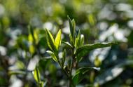 绿茶为何成为40%老板的首选饮品？