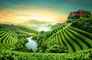 春日里的中国茶叶之旅：品味自然之美