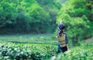 西湖龙井茶的历史与现代
