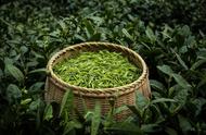 绿茶的世界：一分钟速览分类