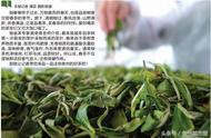 贵州春茶新品上市，邀您共品好茶