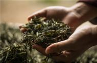 春茶的种类有哪些？春茶与秋茶的差异是什么？
