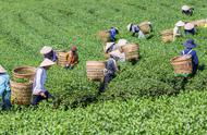 中国最美味的花茶在哪里？这三种花茶，营养满满，香气四溢，你试过几种？