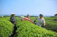 婺城夏季：茶叶采摘的繁忙季节
