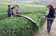 茶树修剪技巧：如何影响农民的经济利益？