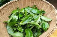 中国绿茶系列：晒青绿茶篇