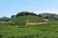 杭州西湖龙井茶的种类有哪些？