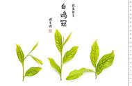 乌龙茶：探索基本茶类的魅力
