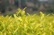 黄茶：中国六大茶类之一