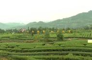 筠连四川：夏季茶叶丰收，茶业迎来新的繁荣