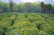 清明节，一起探索西湖龙井茶的生态环境
