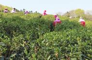 金牛湖畔的茶叶采摘之旅