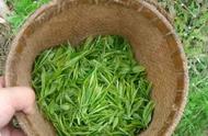 绿茶的种类繁多，别再只知道西湖龙井了