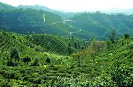 广西六堡茶：从一片叶子到繁荣产业
