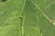 贵州丹寨：夏茶助力农民增收致富