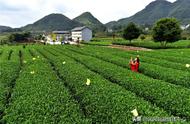 【产业升级引领】永安镇：夏季茶叶生产繁荣，茶农收入增加