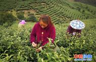 春茶季即将来临，大量茶田面临滞销困境，直播卖茶能否成为救命稻草？