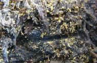 黑茶茯砖茶叶上的小黄点：是何物？有害吗？