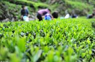 祁门红茶：揭秘槠叶种茶树的奥秘