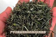 信阳毛尖：中国十大名茶的璀璨明珠
