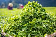 中国春茶之最：5省应季春茶竞逐，你的家乡上榜了吗？