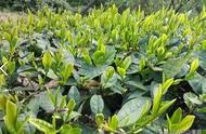 六安绿茶种类丰富，您了解其中的四种吗？