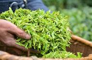 紫阳富硒茶：安康地区的珍稀特产