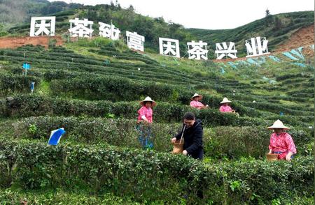广西兴业：打造富硒茶产业，提升“兴业茶”品牌影响力
