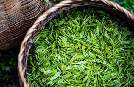 茶叶知识全解析：春茶、夏茶、秋茶的品质差异究竟为何？