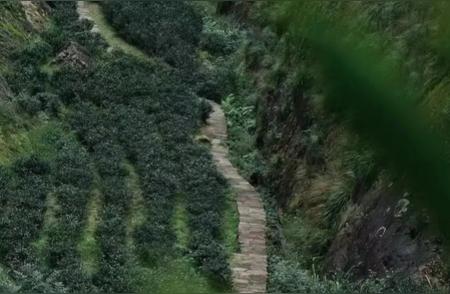 武夷岩茶的山场揭秘：坑、涧、窠、岩、洞、峰的含义解析