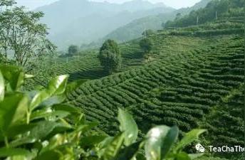 中国名茶大全：3000种品种精选