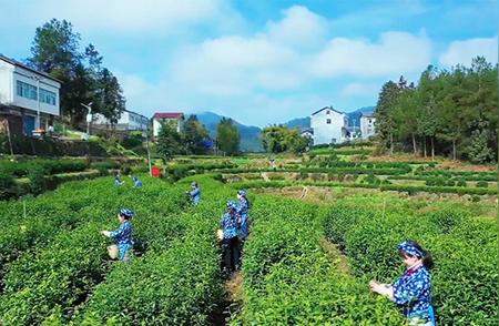 万源达州：早春茶叶的首波开采