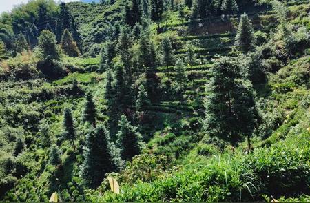 黄山毛峰：高山绿茶的珍品