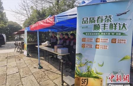 杭州西湖龙井即将开采，临时收寄点助力春茶销售