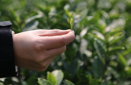 春意盎然：贵州金沙16万亩春茶抢“鲜”采