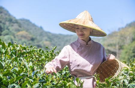 今日揭幕：西湖龙井新茶季开启！