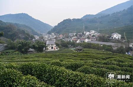 3月20日开启采摘季，西湖龙井茶产量保持平稳品质升级