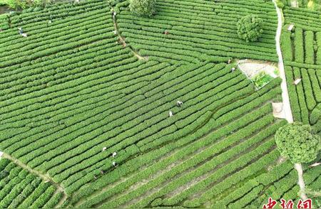 江西茶叶：主产区的“一片茶”如何实现海外突破？