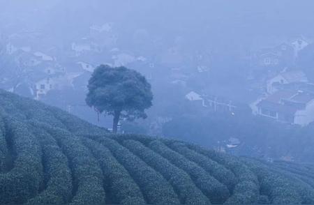 杭州茶企预警：西湖龙井春茶产量骤减，品质反而提升了？